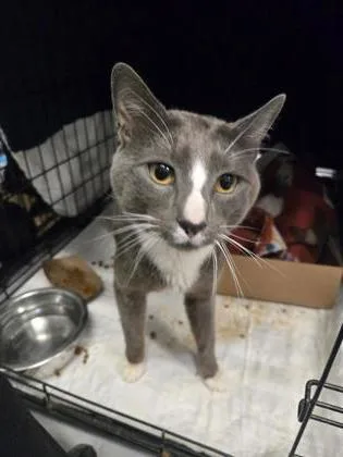 An adult medium-sized male Domestic Short Hair cat named Kiev for adoption in West Chester, PA