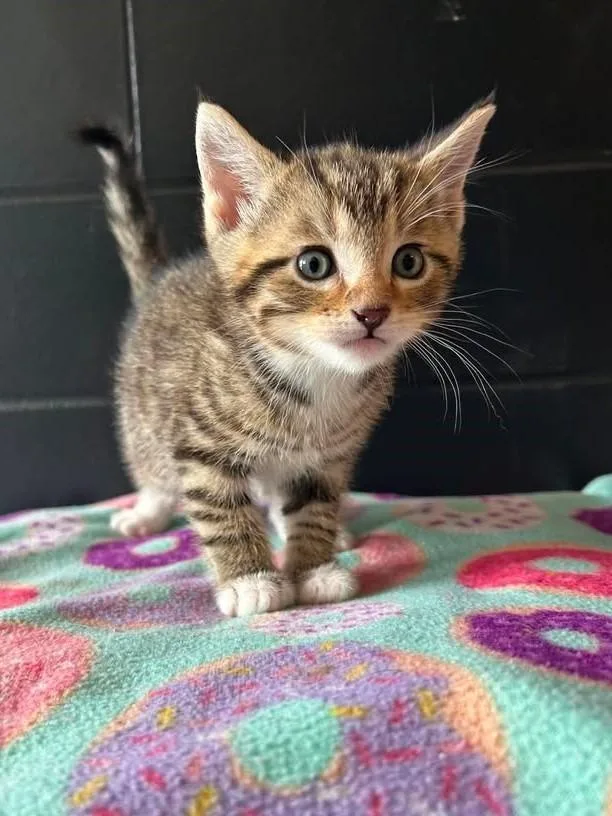 A baby medium-sized male Domestic Short Hair cat named Cannon for adoption in Effingham, IL