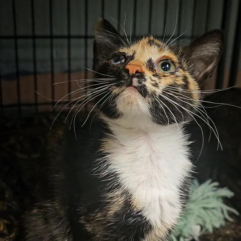 A baby small-sized female Black Domestic Short Hair cat named Ginger for adoption in Columbus, NC