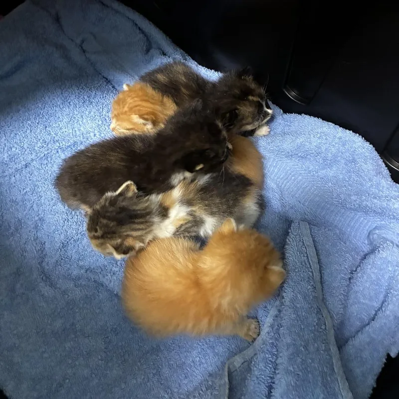 Ginger thumbnail 4