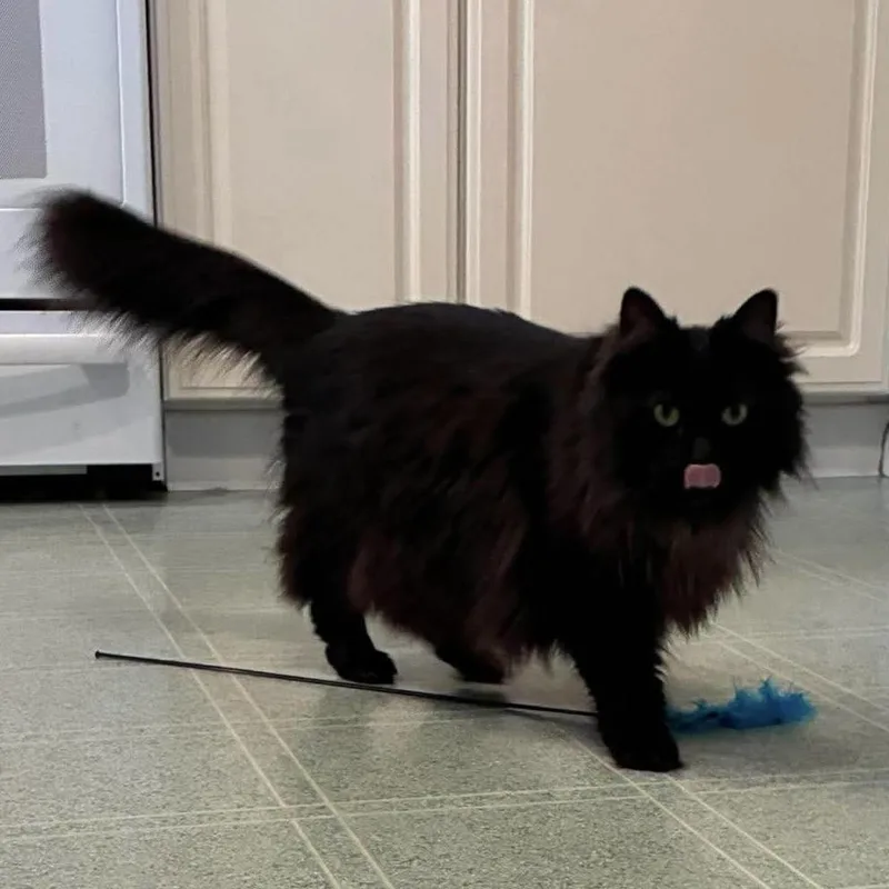 An adult medium-sized female Domestic Long Hair cat named Lunar Eclipse for adoption in Chicago, IL
