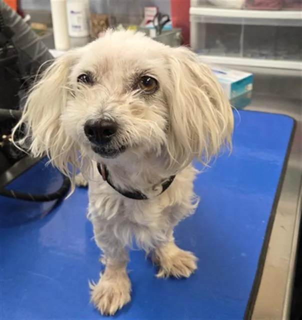 An adult small-sized female Maltese dog named Bikini for adoption in Phoenix, AZ