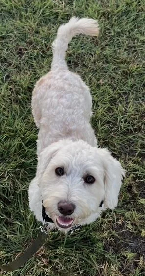 Ozzie
