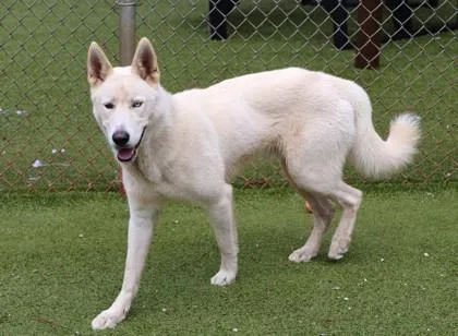 A young large-sized male Mixed Breed dog named Snowy for adoption in Athens, GA