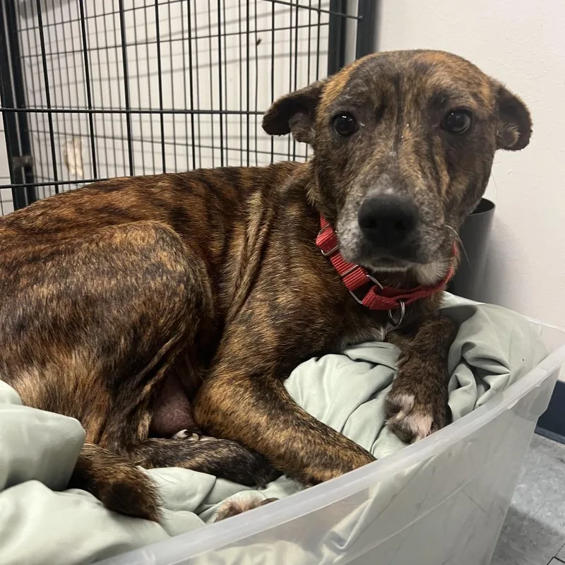 An adult medium-sized female Brindle American Staffordshire Terrier dog named Valentines for adoption in Spring, TX