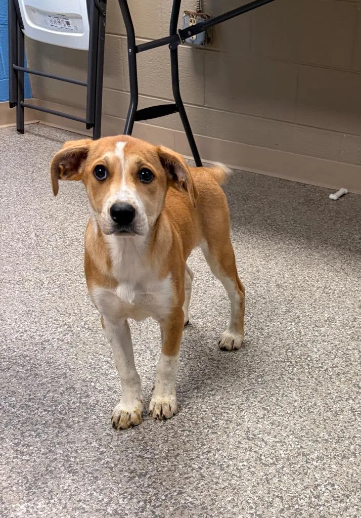 Strawberry thumbnail 2