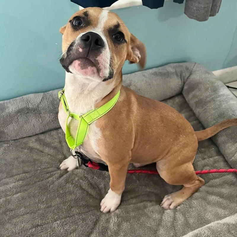 A young medium-sized male Yellow / Tan / Blond / Fawn Mixed Breed dog named Pudge for adoption in Merritt Island, FL