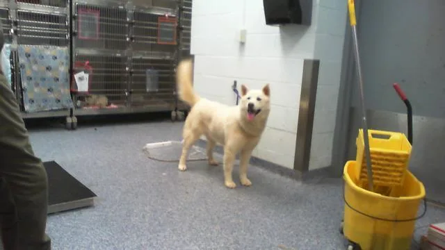 An adult large-sized female Siberian Husky dog named Boo for adoption in Charlotte, NC