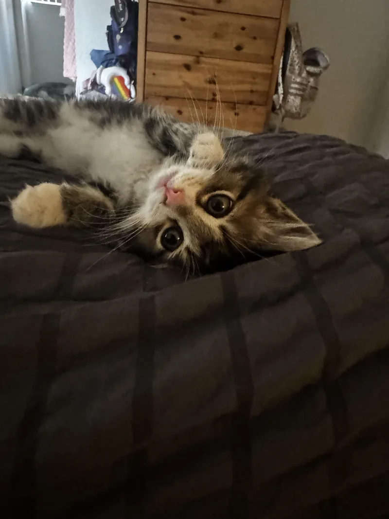 A baby medium-sized male Gray / Blue / Silver Maine Coon cat named Magoo for adoption in Tracy, CA