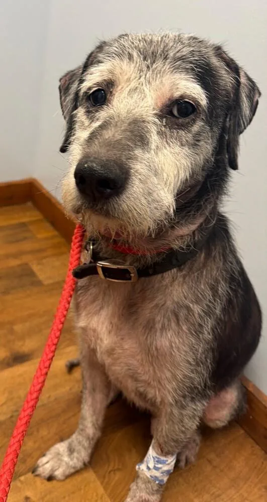 An adult medium-sized male Gray / Blue / Silver Terrier dog named Junior for adoption in New Lexington, OH