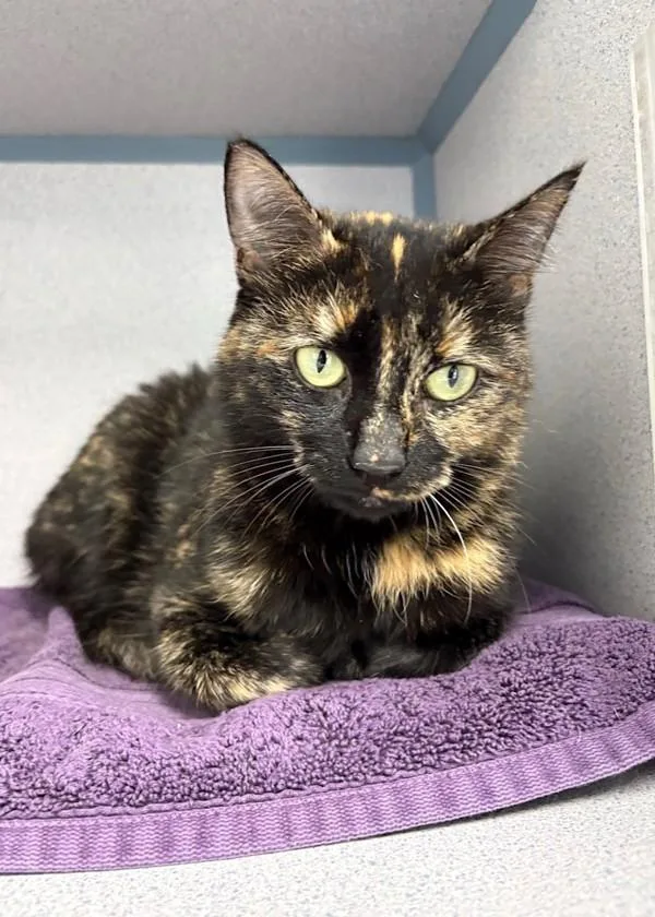 An adult medium-sized female Domestic Short Hair cat named Alma for adoption in Skillman, NJ