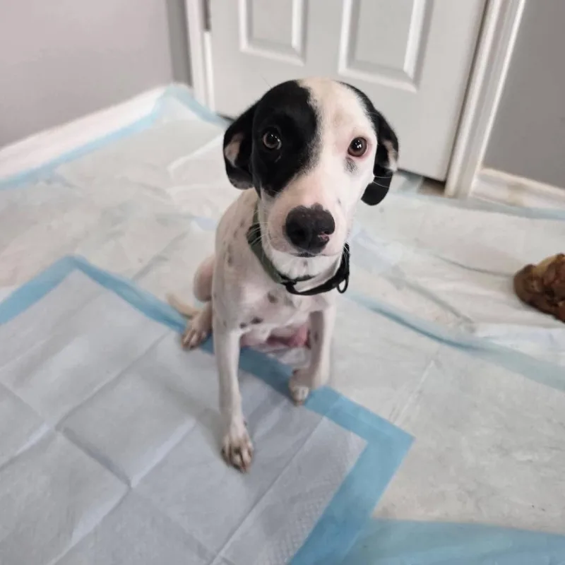 A young medium-sized female Mixed Breed dog named Autumn for adoption in PLAINFIELD, CT