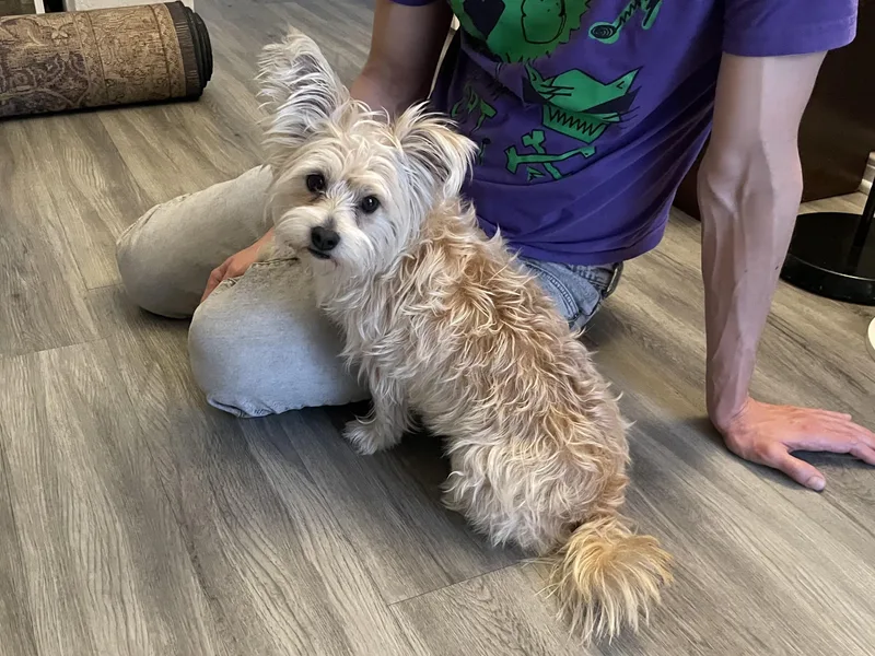 An adult small-sized female White / Cream Terrier dog named Bella for adoption in Los Angeles, CA