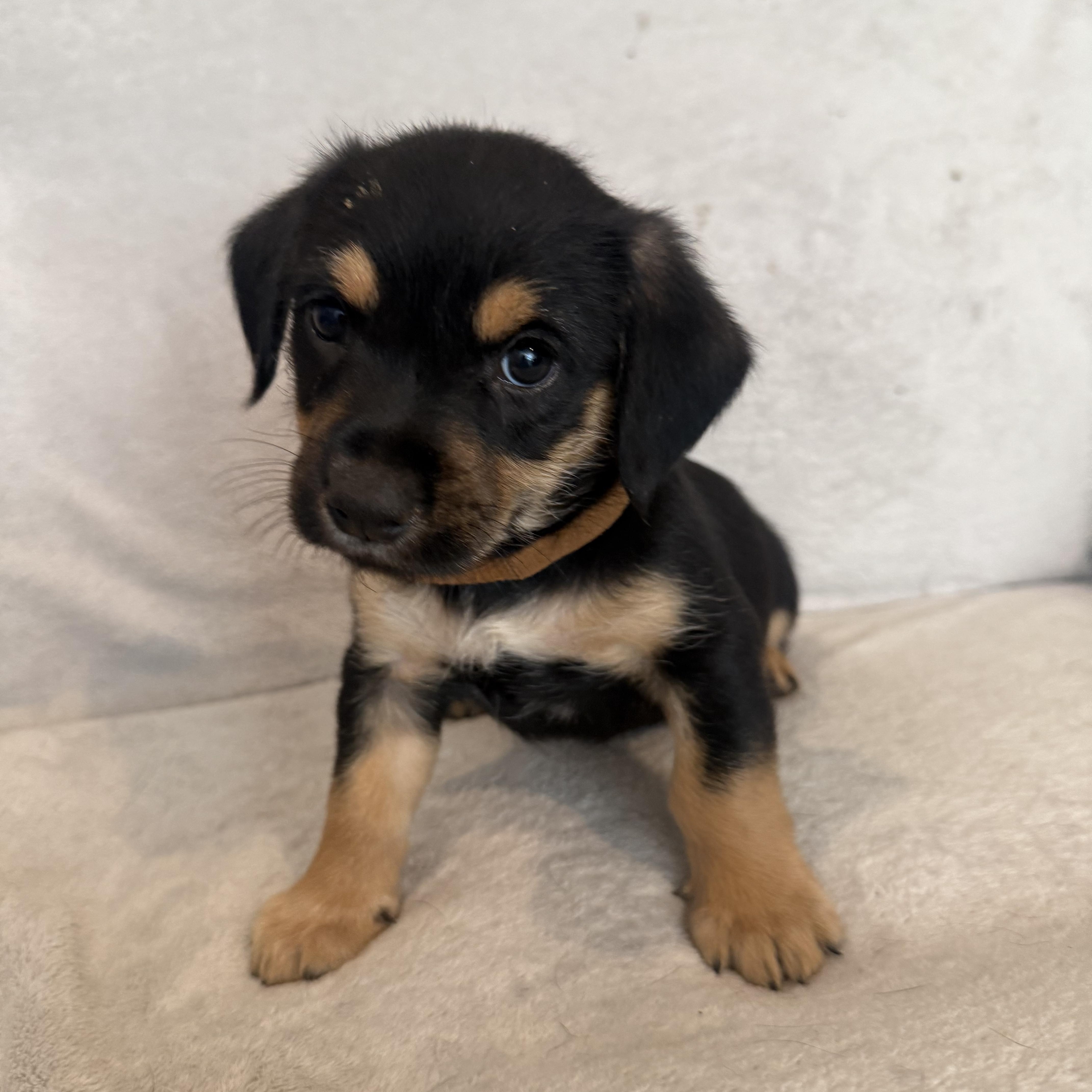A baby small-sized male Bicolor Border Terrier dog named Rodrigo for adoption in San Diego, CA