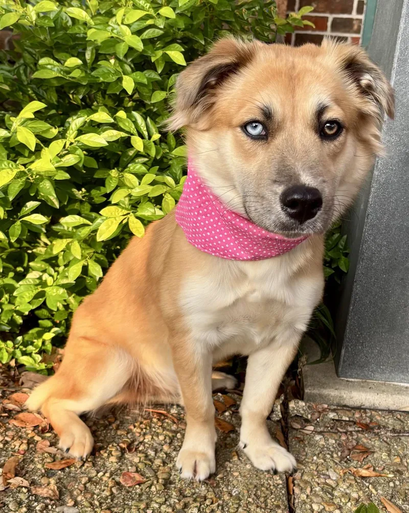 A young small-sized female Tricolor (Brown, Black, & White) Shepherd dog named Tori for adoption in Cypress, TX