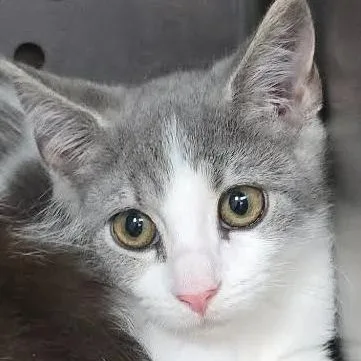 A baby medium-sized female Gray & White Domestic Short Hair cat named Peppadew for adoption in Orange, VA