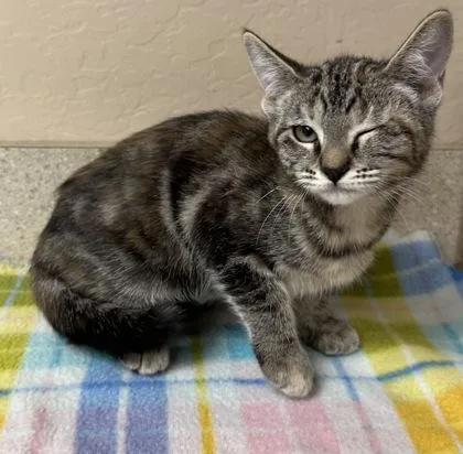 A young small-sized female Domestic Short Hair cat named Superior for adoption in Phoenix, AZ