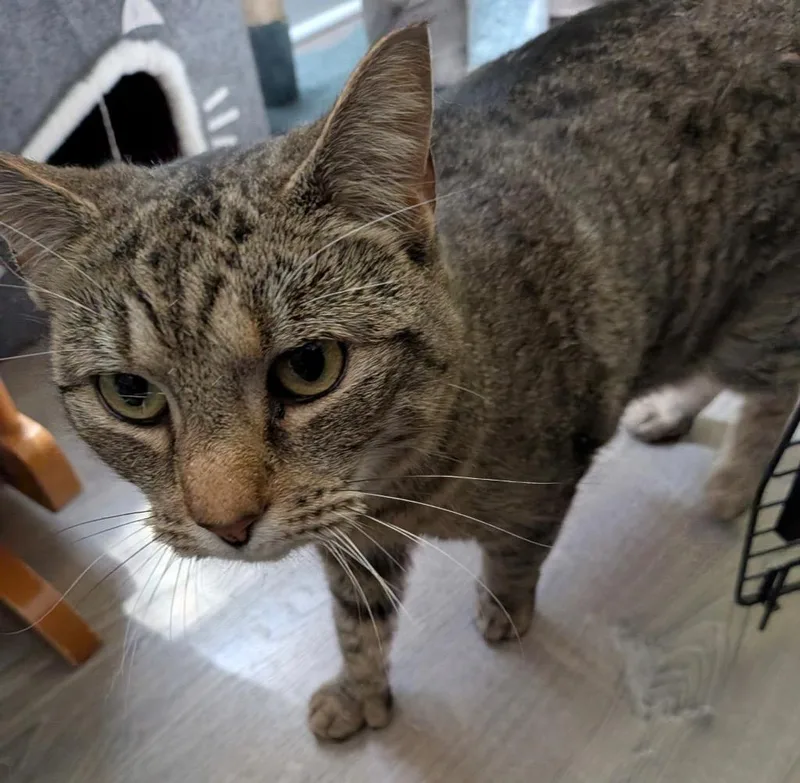 An adult small-sized female Domestic Short Hair cat named Cupcake for adoption in Gorham, ME