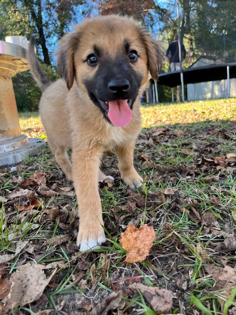 A baby medium-sized male Sable German Shepherd Dog named Buster for adoption in Wilmington, NC