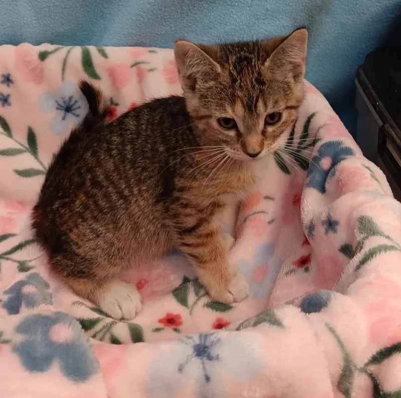 A baby medium-sized female Calico cat named Miss Frizzle Dorothy Ann for adoption in Crandon, WI