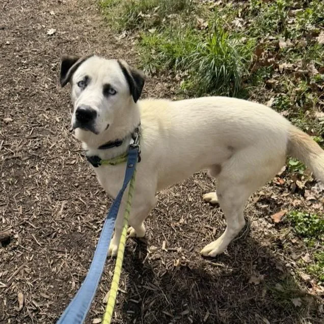 An adult medium-sized female White / Cream Labrador Retriever dog named Tater for adoption in Phoenixville, PA
