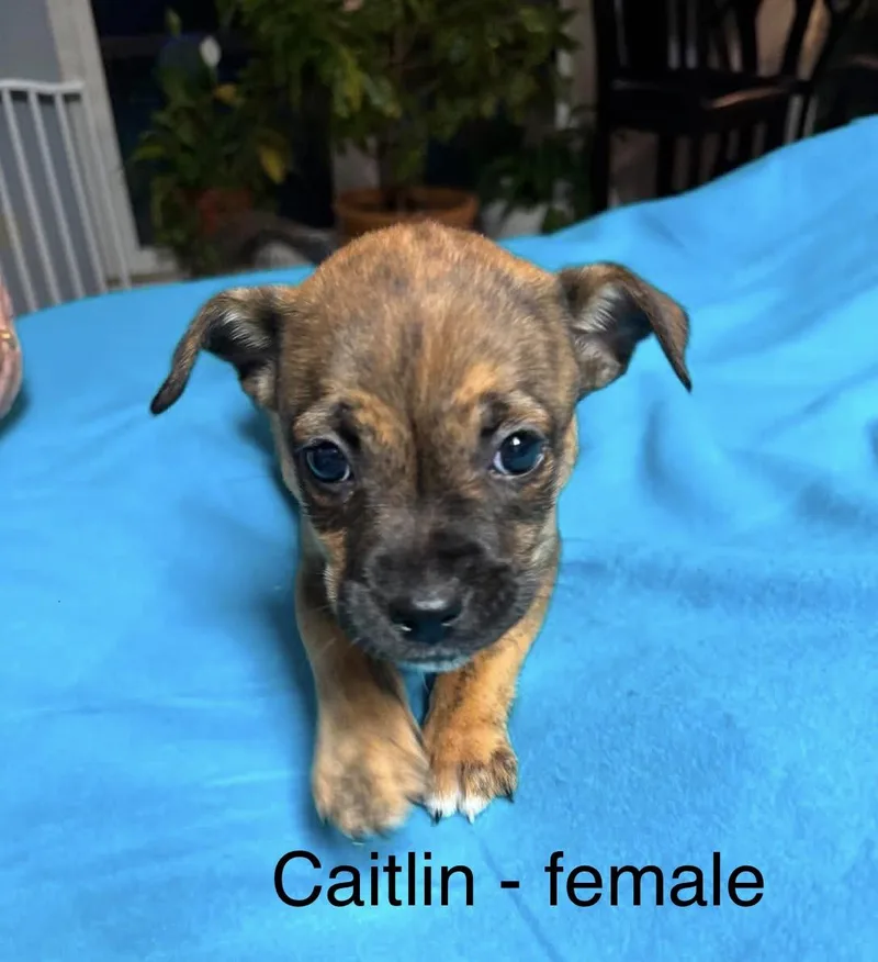 Caitlin