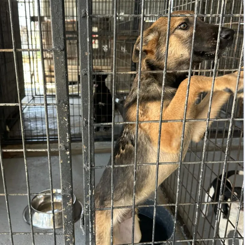 A young medium-sized male Brown / Chocolate German Shepherd Dog dog named Kenny Pawgers for adoption in Austin, TX
