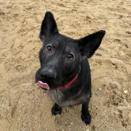 A young large-sized female Mixed Breed dog named Moon for adoption in Janesville, WI