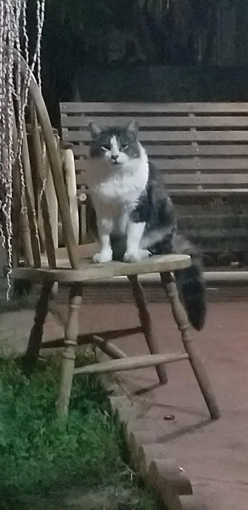 Wildflower thumbnail 2