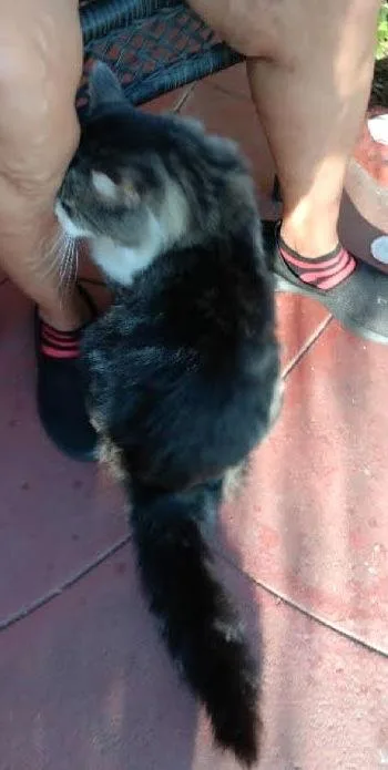 Wildflower thumbnail 3