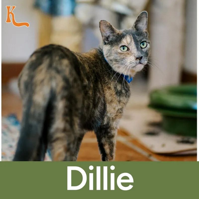 Dillie