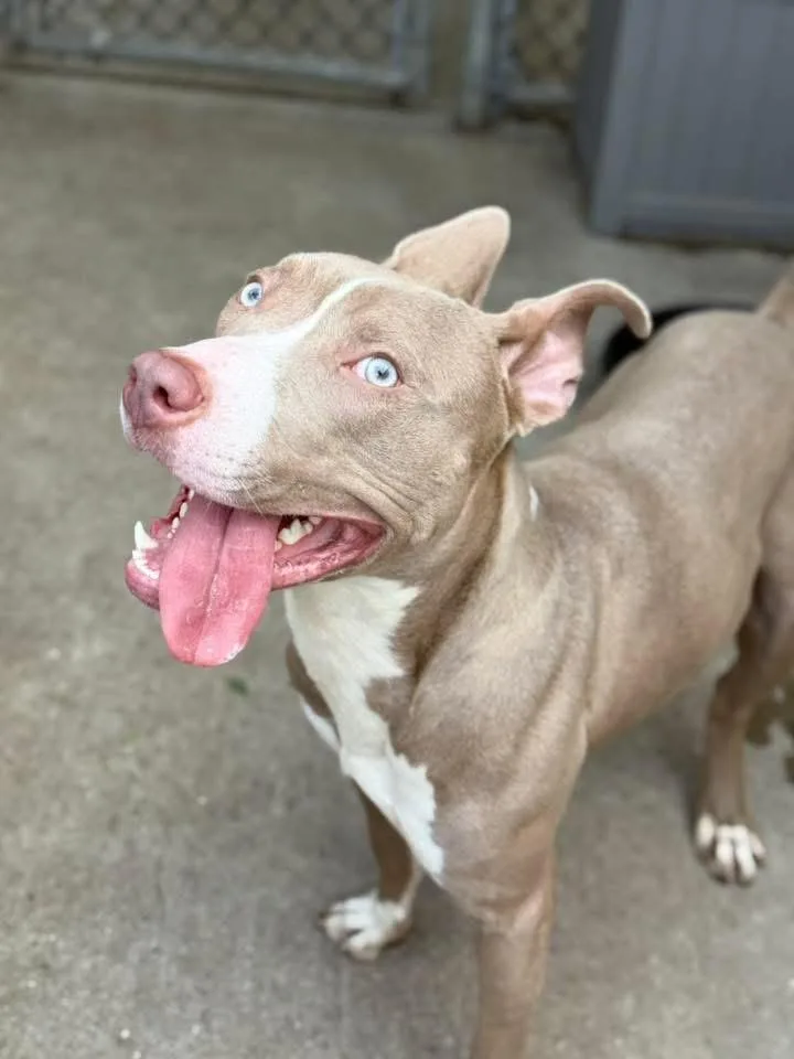 An adult medium-sized male Yellow / Tan / Blond / Fawn Pit Bull Terrier dog named Spellman for adoption in Chicago, IL
