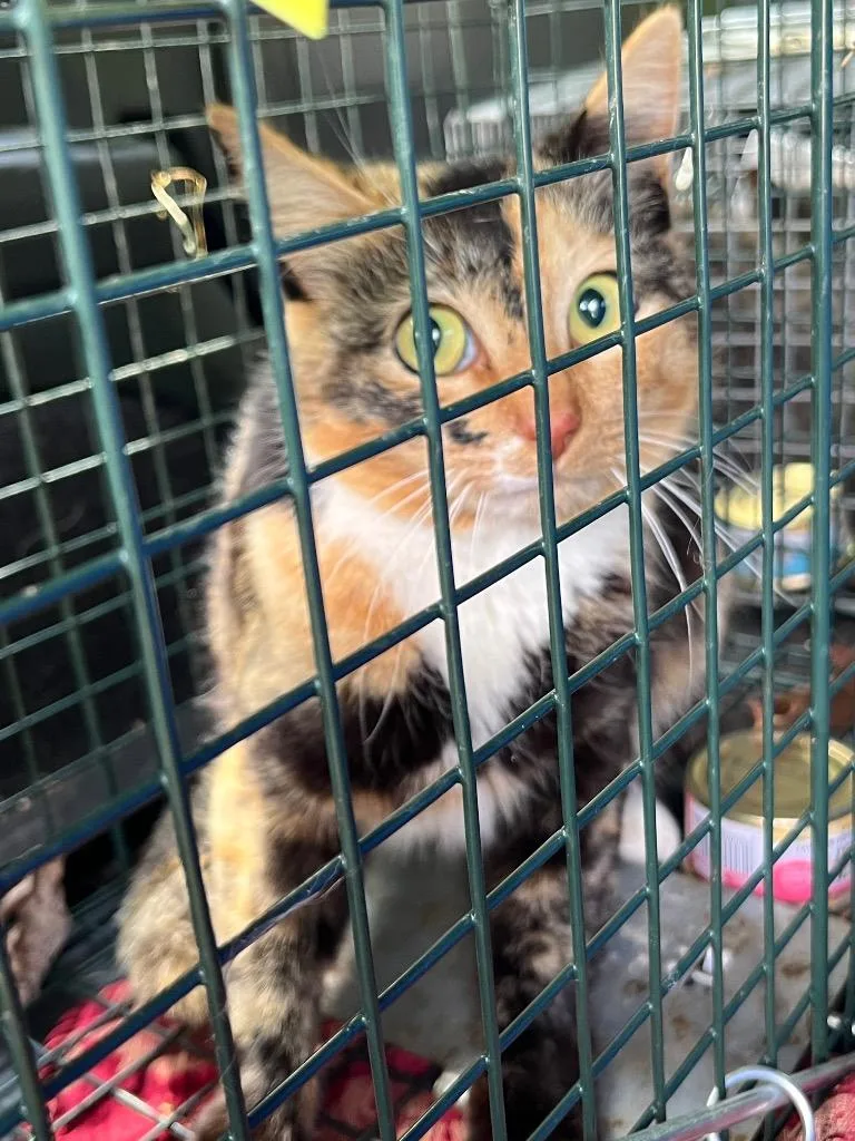 A young medium-sized female Domestic Short Hair cat named C for adoption in Mount Gilead, NC