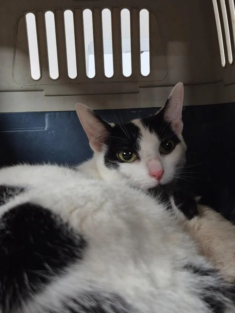 A young medium-sized female Domestic Short Hair cat named Yzabella for adoption in Cincinnati, OH
