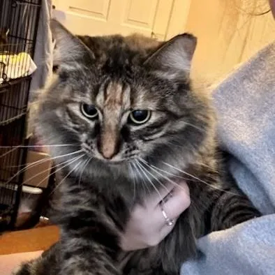 An adult small-sized female Tortoiseshell Domestic Medium Hair cat named Marigold for adoption in Albany, NY