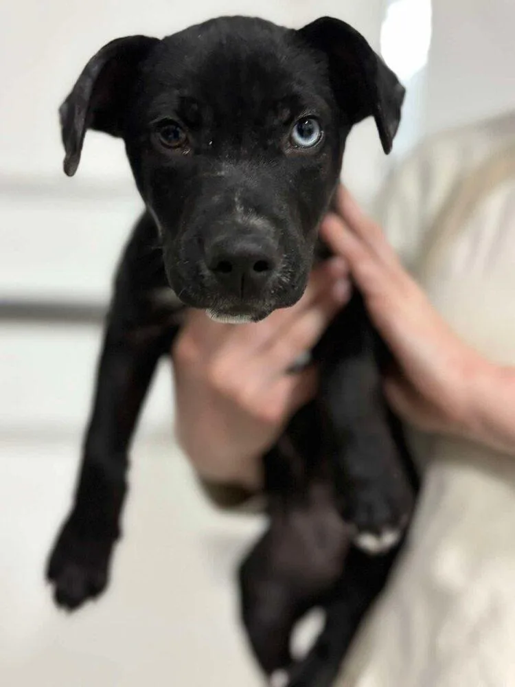 A baby large-sized male Tricolor (Brown, Black, & White) Labrador Retriever dog named Heinz for adoption in Saugus, MA