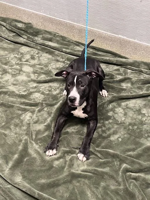 A young small-sized male Pit Bull Terrier dog named Bangarang for adoption in Las Vegas, NV