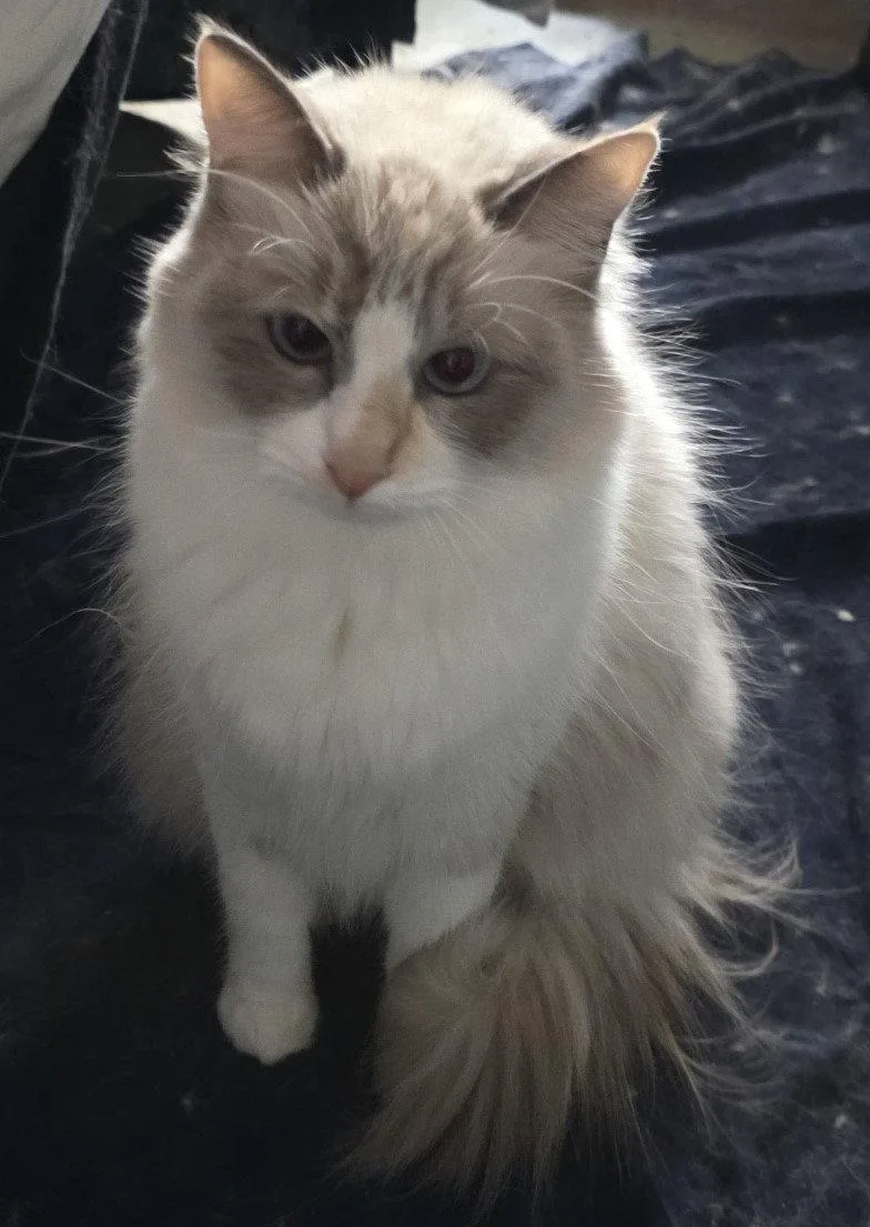 An adult large-sized female Ragdoll cat named Cirilla for adoption in Phoenix, AZ