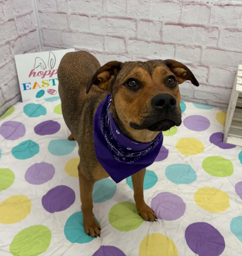 A young medium-sized female German Shepherd Dog dog named Jade for adoption in Oxford, MI