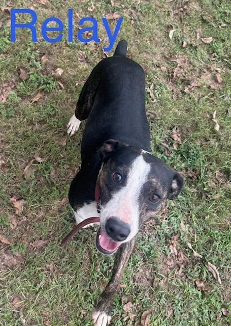 A young medium-sized male Staffordshire Bull Terrier dog named Relay for adoption in Zimmerman, MN