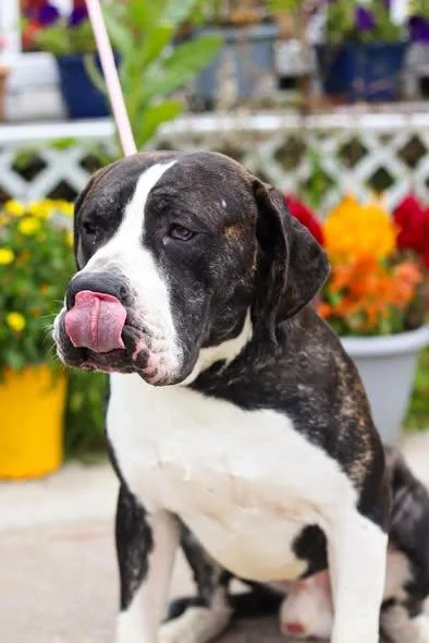 A young large-sized male Presa Canario dog named Johnathan for adoption in Toledo, OH