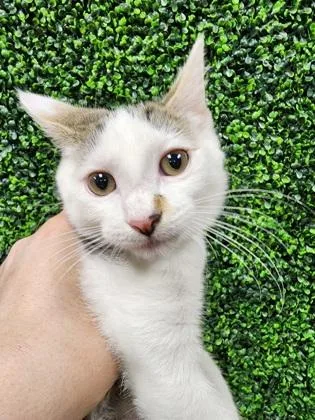 A baby small-sized female Domestic Short Hair cat named Annie Oakley $ @ for adoption in Seneca, SC