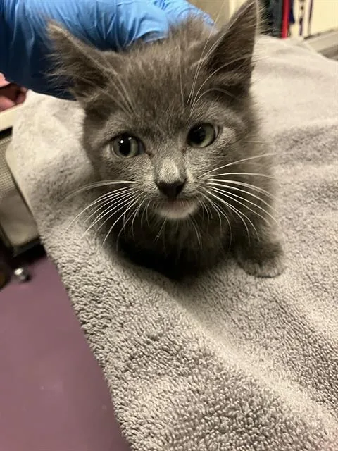 A baby small-sized male Domestic Short Hair cat named Simon for adoption in Long Beach, CA