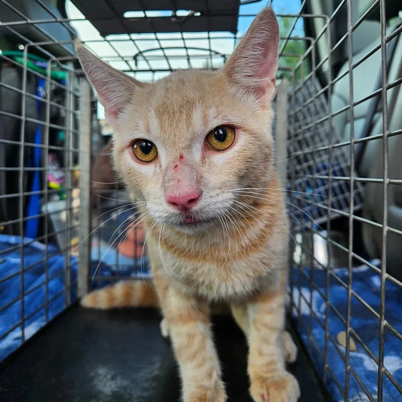 A young small-sized male Cream / Ivory Domestic Short Hair cat named Cutlery for adoption in Lake Jackson, TX