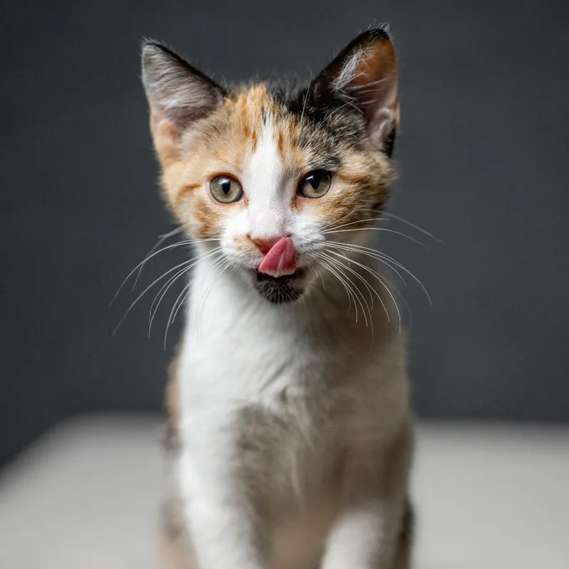 A baby small-sized female Calico Domestic Short Hair cat named Ankylo C for adoption in Minnetonka, MN