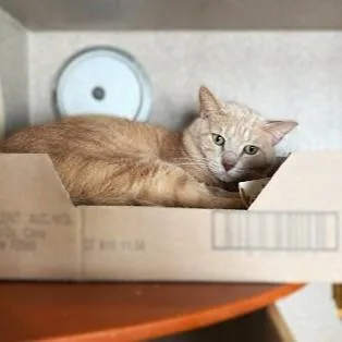 An adult medium-sized male Domestic Short Hair cat named Milo for adoption in Washington, DC