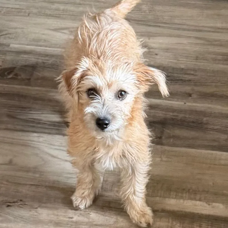 A baby small-sized female Terrier dog named Pumpernickel for adoption in Las Vegas, NV