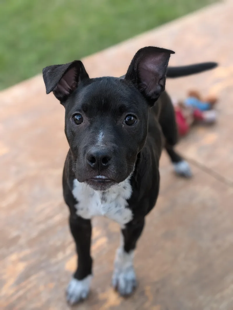 A baby medium-sized male Black Pit Bull Terrier dog named Clint for adoption in Huntsville, AL
