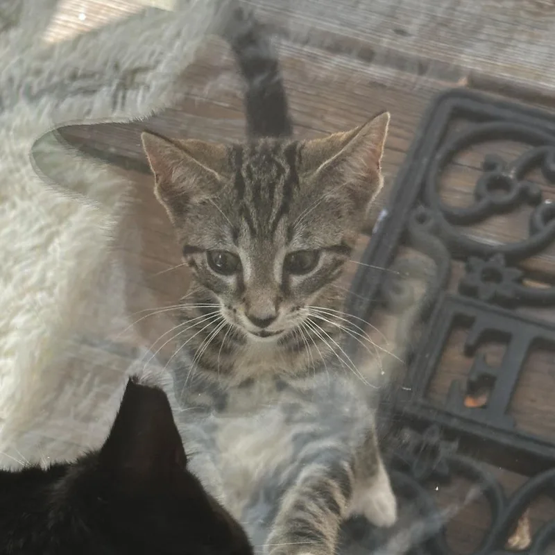 A baby small-sized male Brown / Chocolate Domestic Short Hair cat named Waffle Chips for adoption in Greensboro, NC
