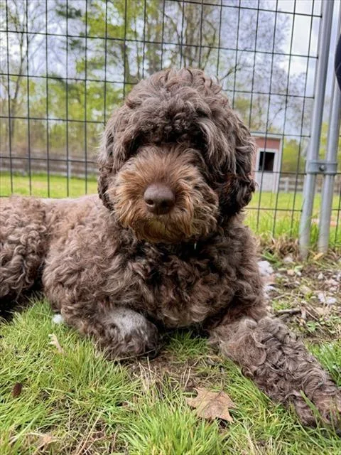 An adult medium-sized female Portuguese Water Dog dog named River for adoption in Dedham, MA